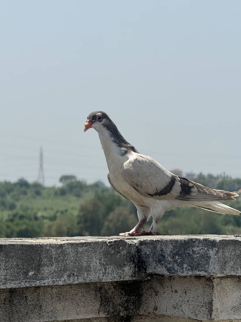 Pigeons 2