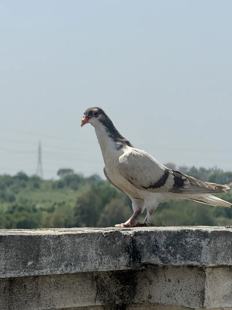 Pigeons — photo 3