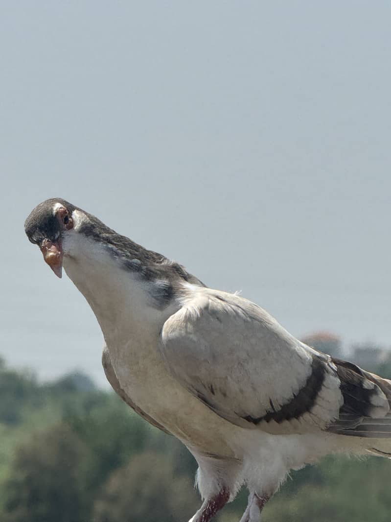 Pigeons 3