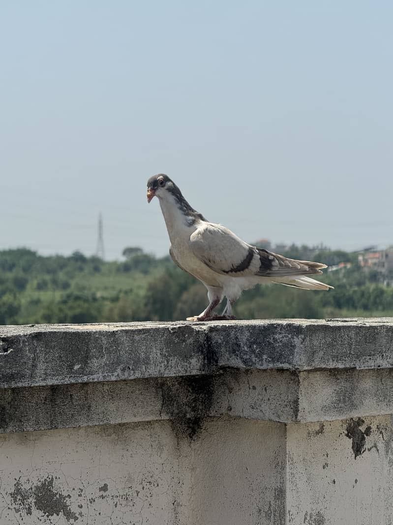 Pigeons 4
