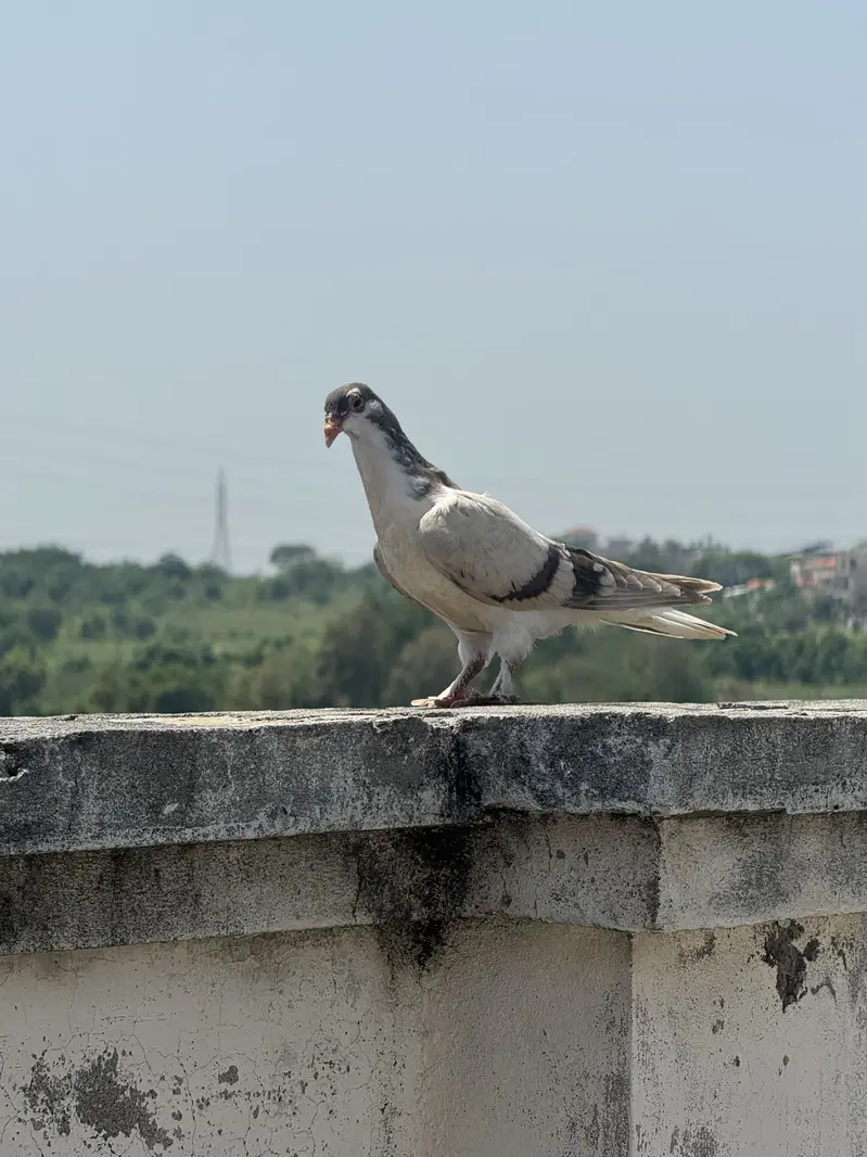 Pigeons — photo 5