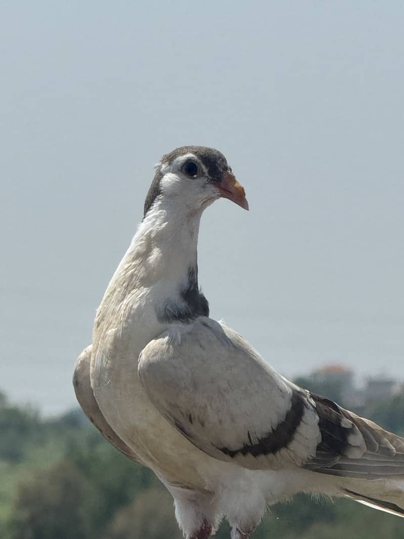 Pigeons 5