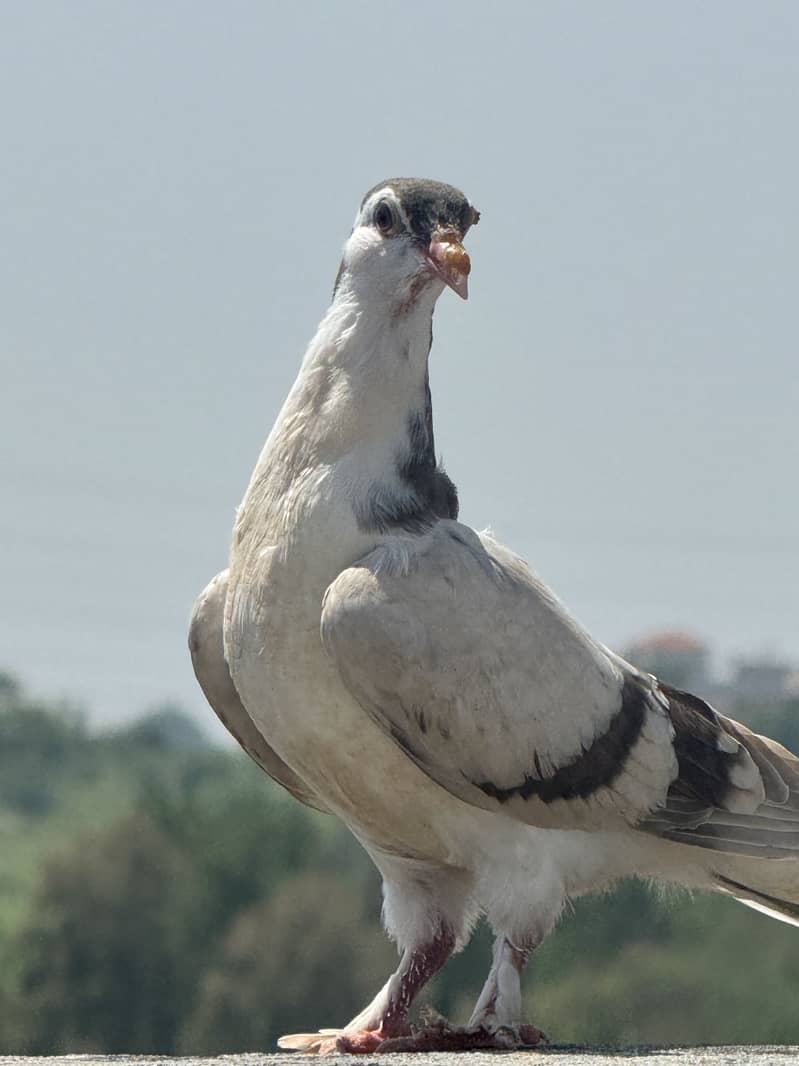 Pigeons 6