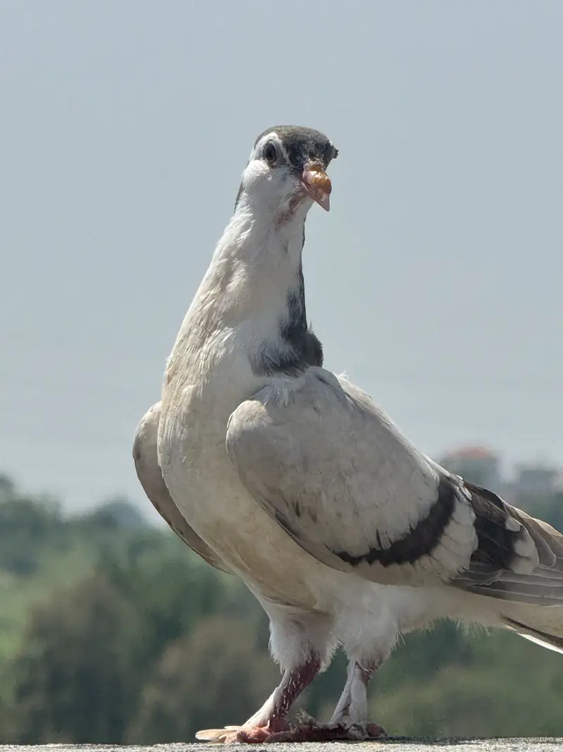 Pigeons — photo 7