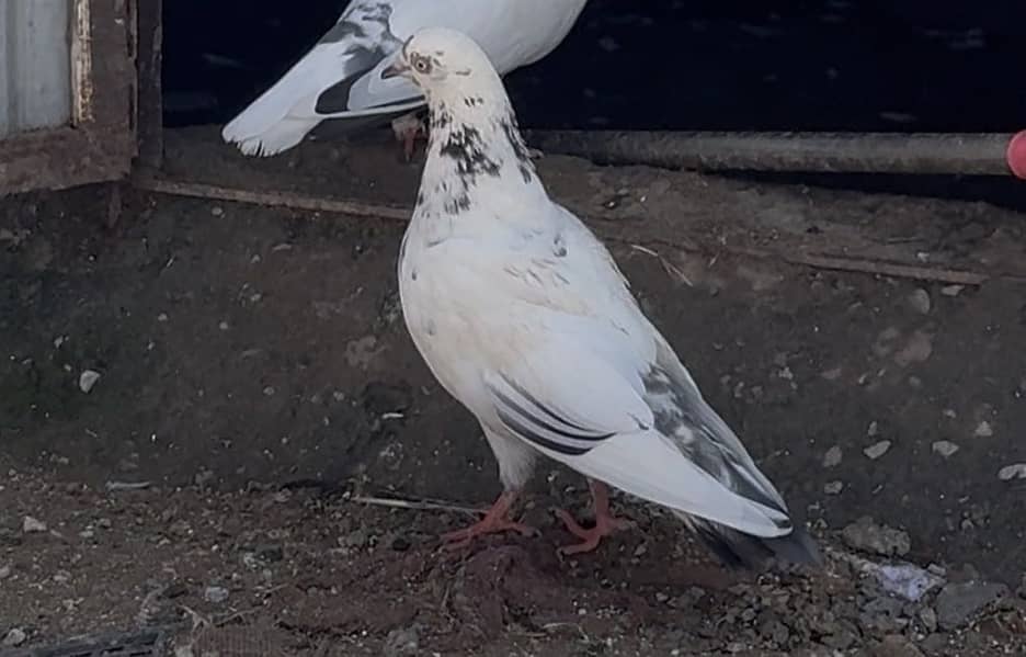 Pigeons 7