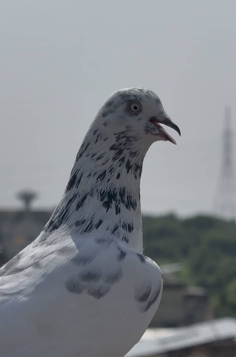 Pigeons 8