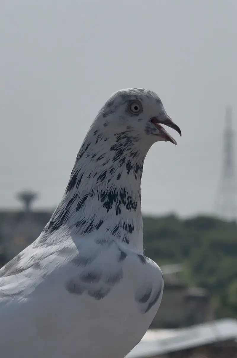 Pigeons — photo 9