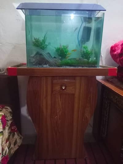 fish aquarium