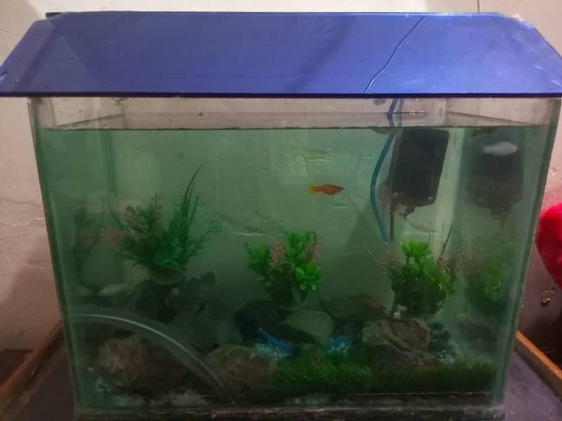 fish aquarium 3