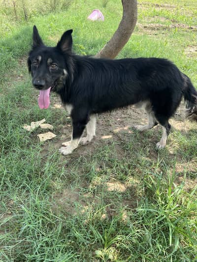 Black Shepherd Long coat