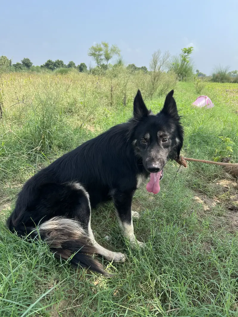 Black Shepherd Long coat — photo 2