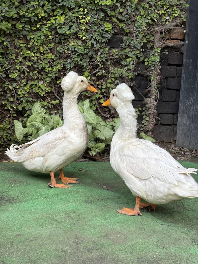 Crested Duck 0