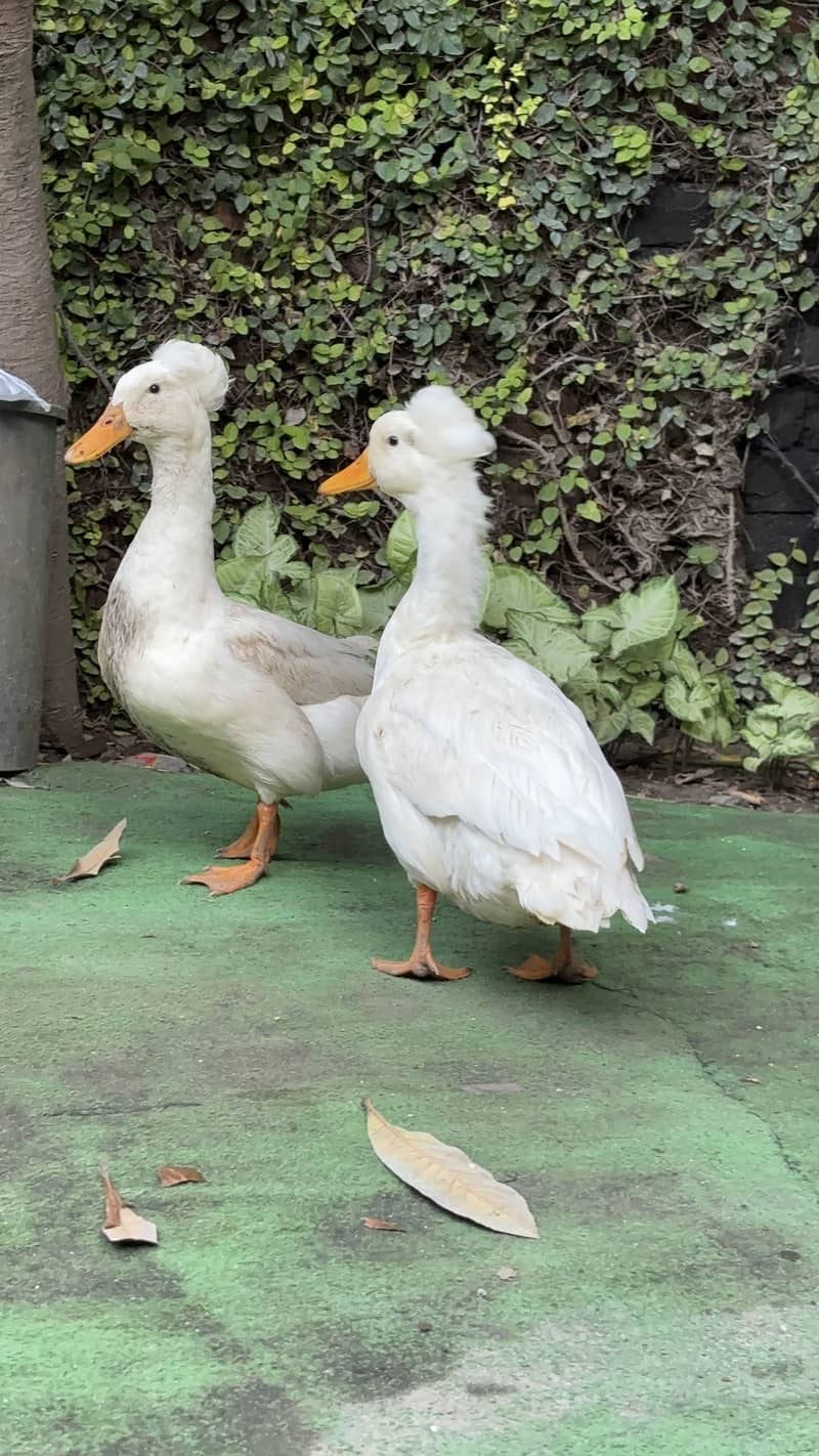 Crested Duck 1