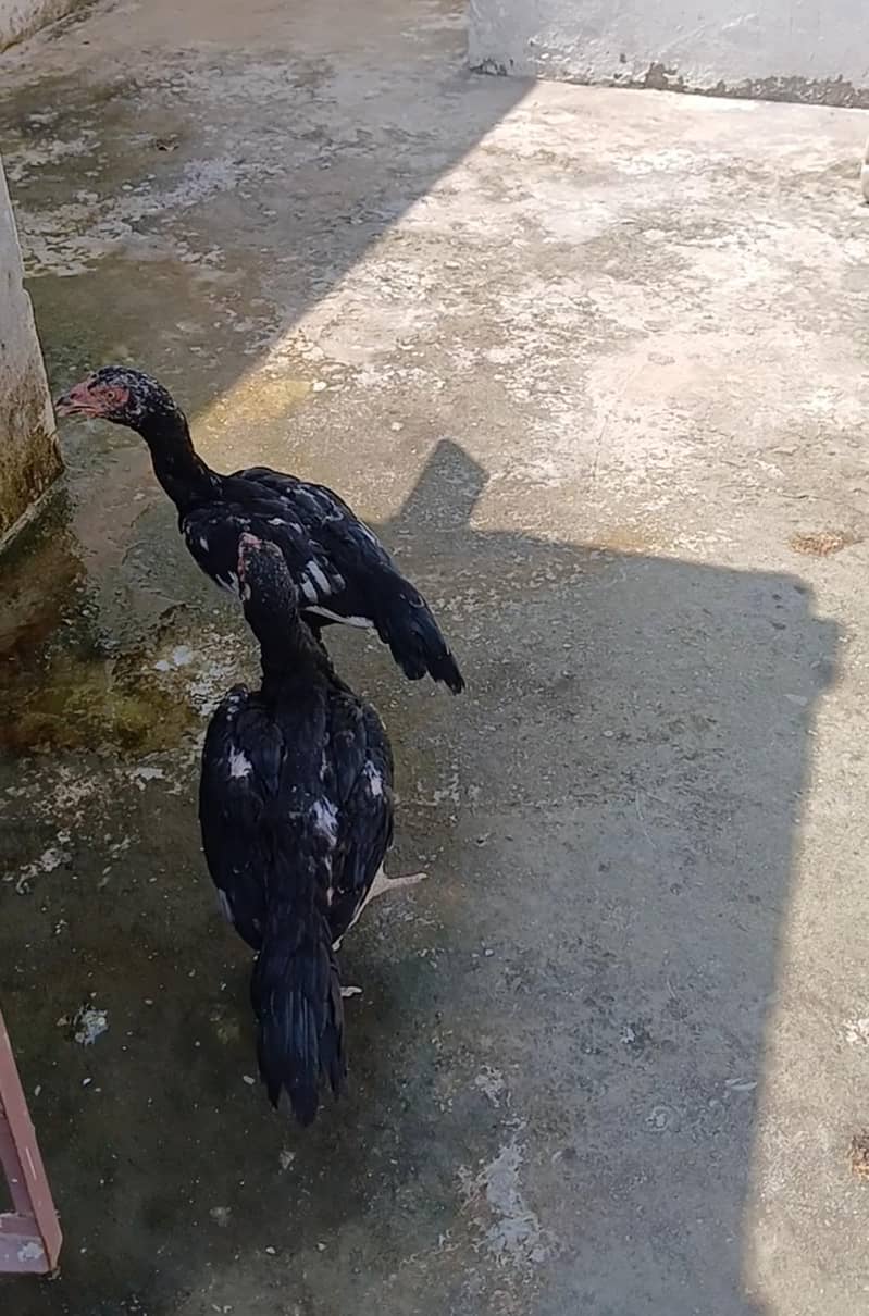 lasani chicks 0