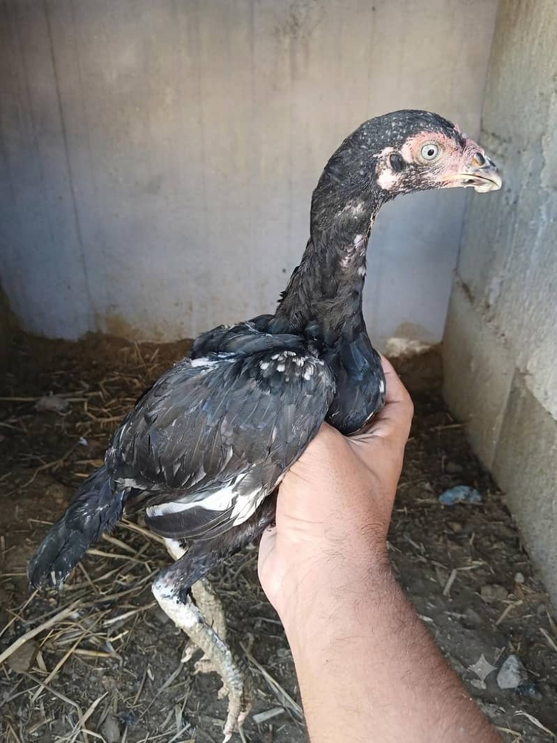 lasani chicks 1