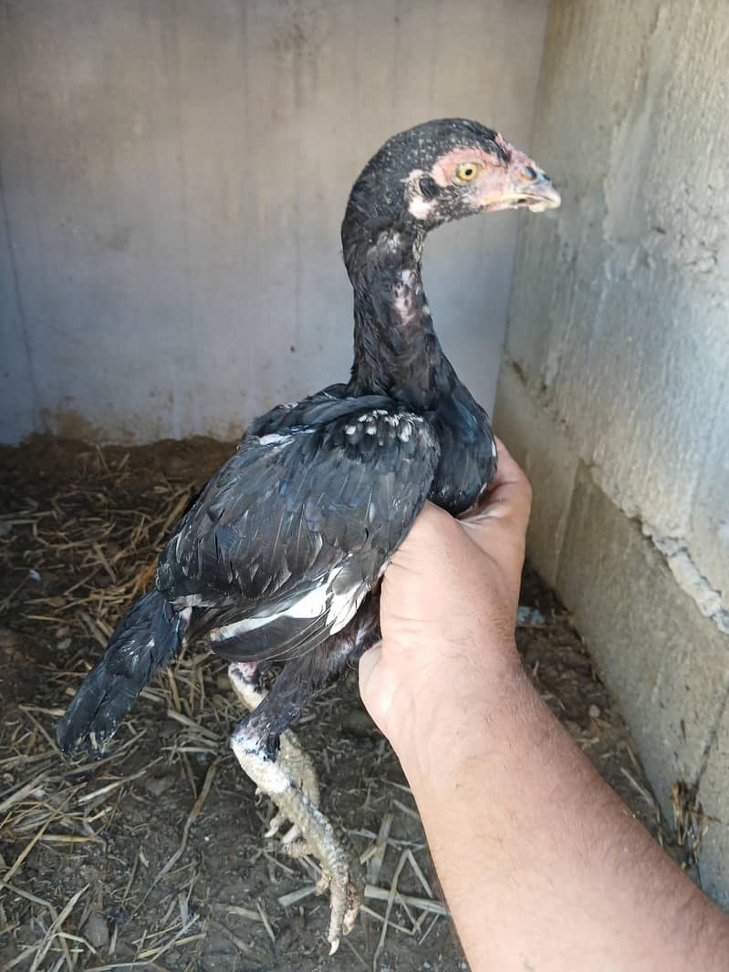 lasani chicks 2