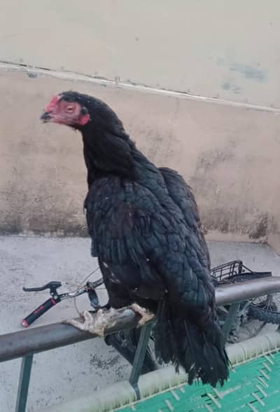 aseel black old bold line madi available