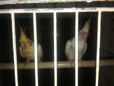 cocktail pair and green breeder female parrot