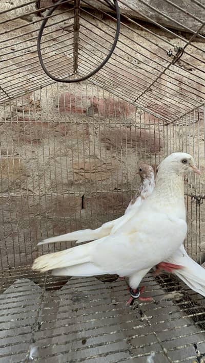 galwa pair 03111312809