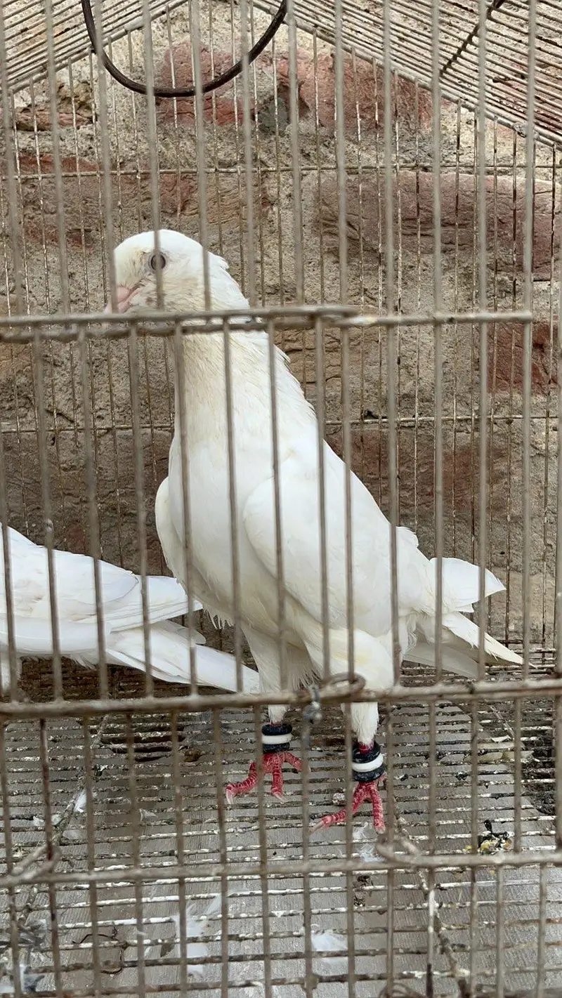 galwa pair 03111312809 — photo 2