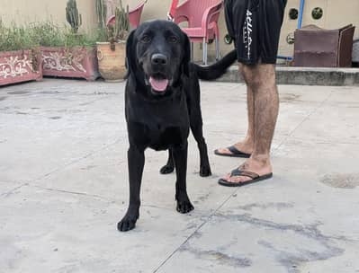 Labrador retriever