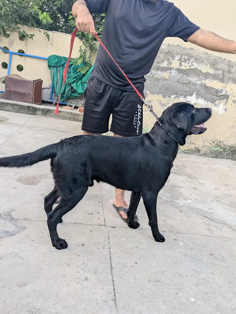 Labrador retriever — photo 2