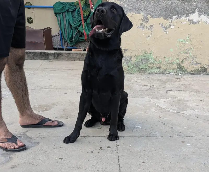 Labrador retriever — photo 3