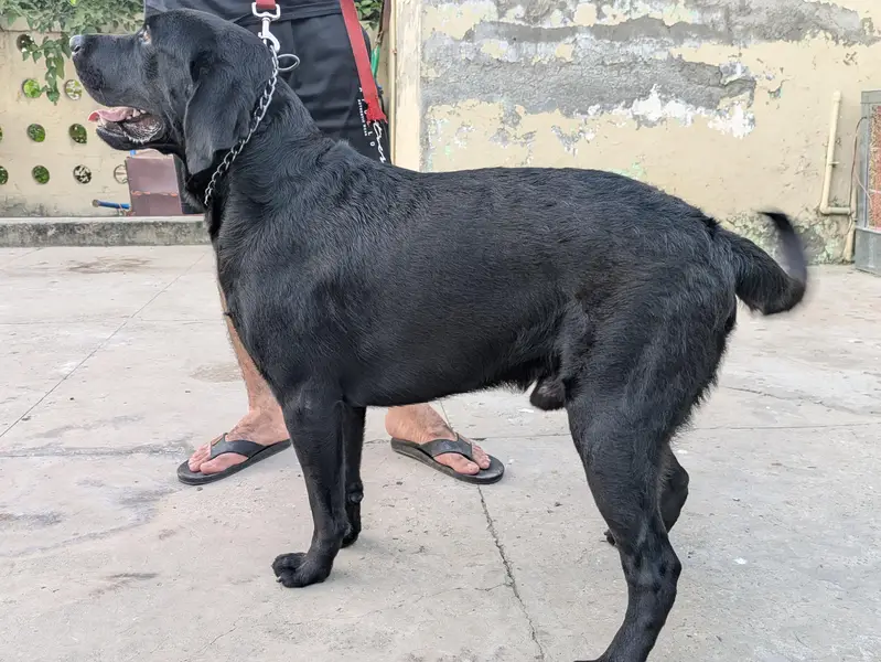 Labrador retriever — photo 4