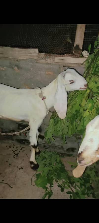 goats for sale