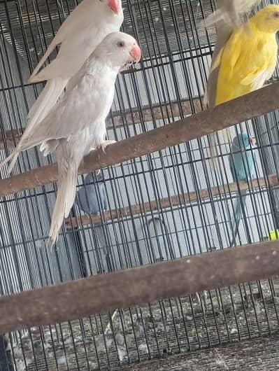 yellow Ringneck,,gry lacewing