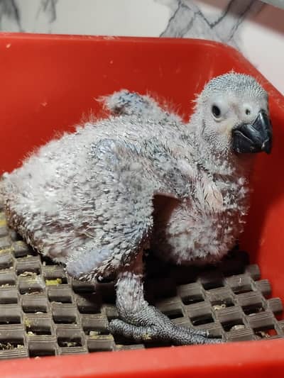 GREY parrot chick Congo size
