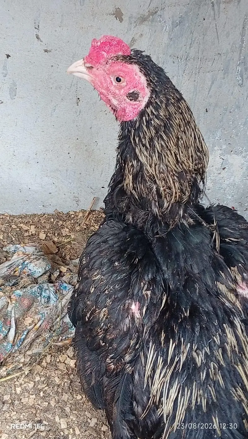 Aseel heera male — photo 2