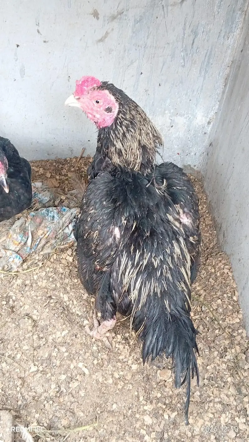 Aseel heera male — photo 3