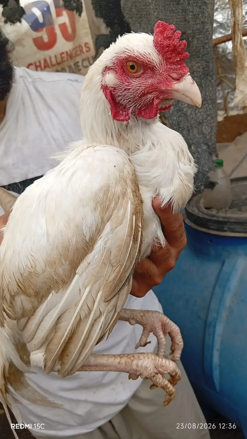 Aseel heera male — photo 9