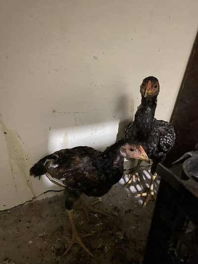 Aoa i am sailing home breeding males and female