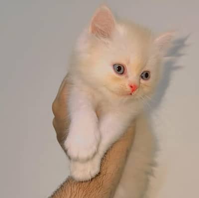 cat kitten