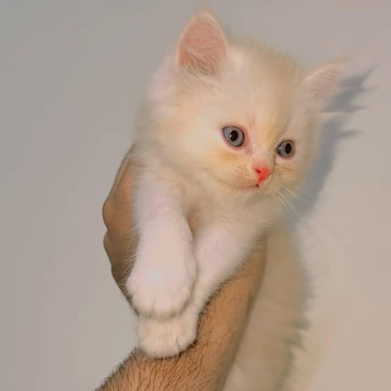 cat kitten 0