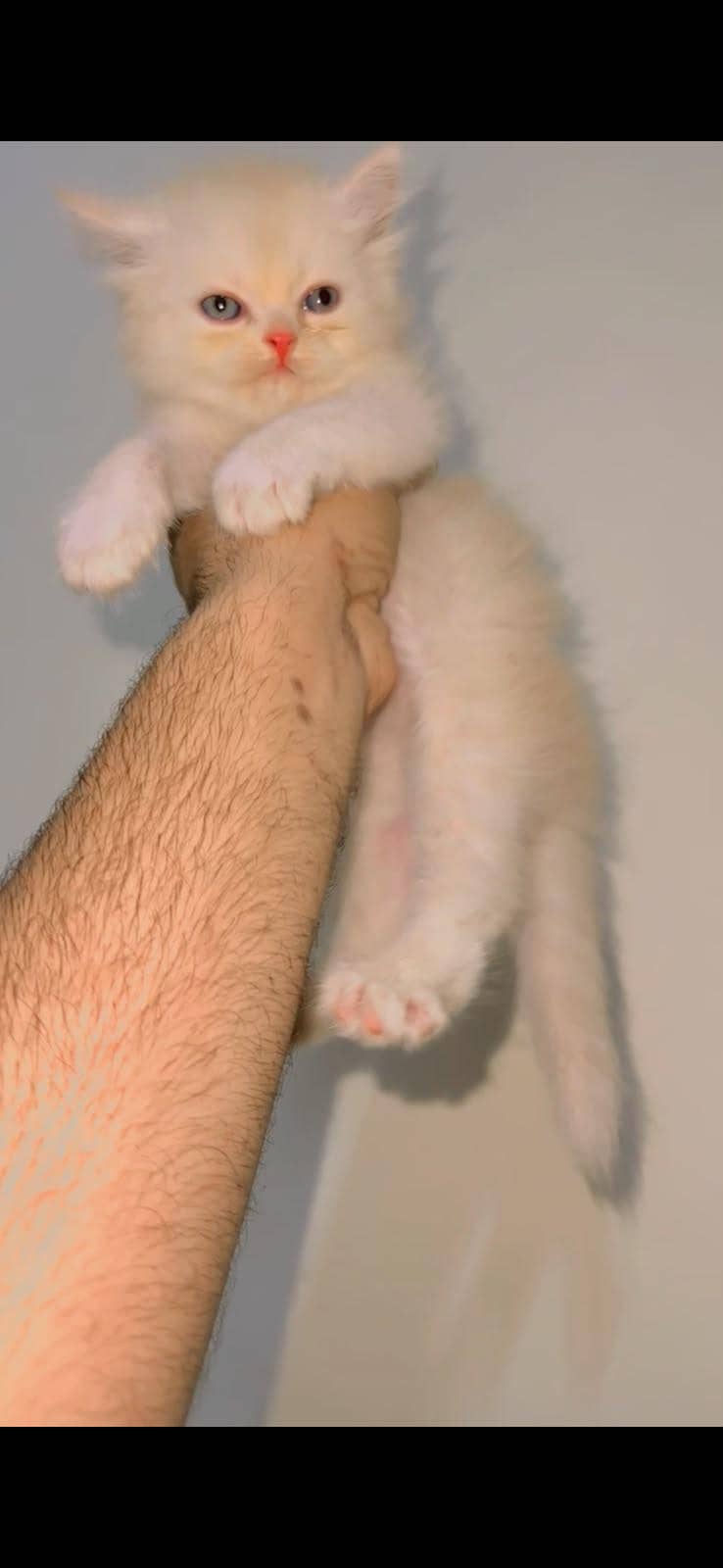 cat kitten 1