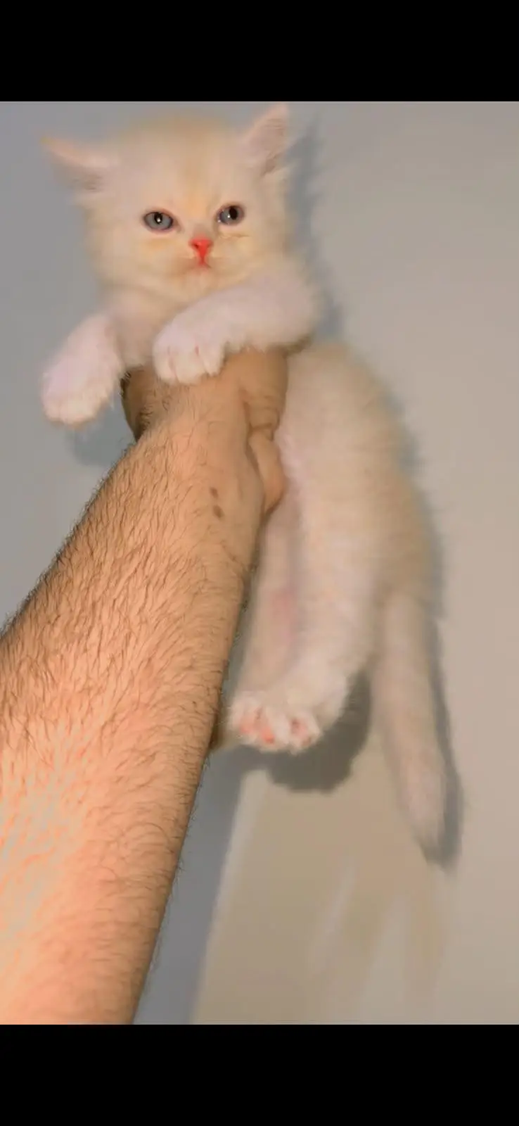 cat kitten — photo 2