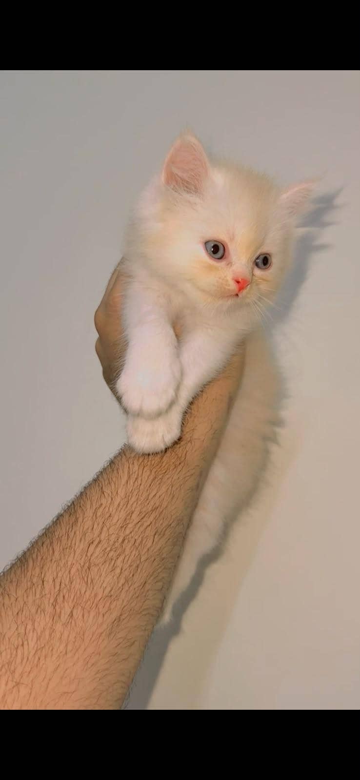 cat kitten 2