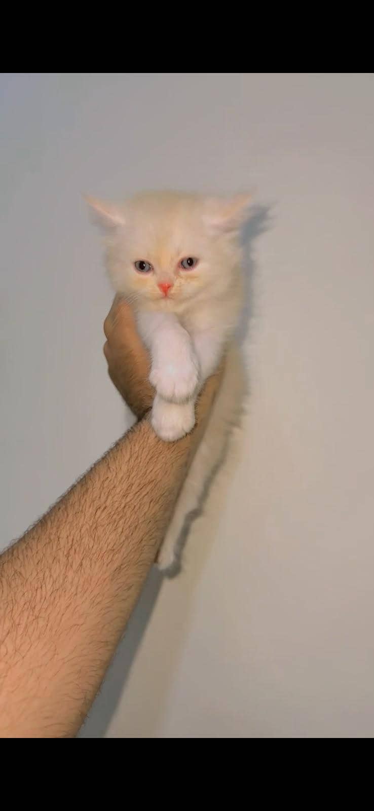 cat kitten 3