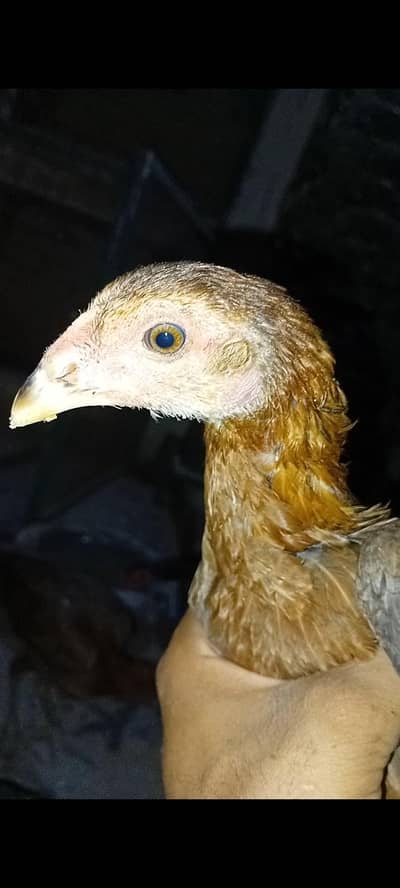 Burmi Female 3 month age ha sabaz nalio ma