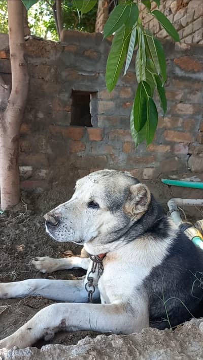 Afghani Dog