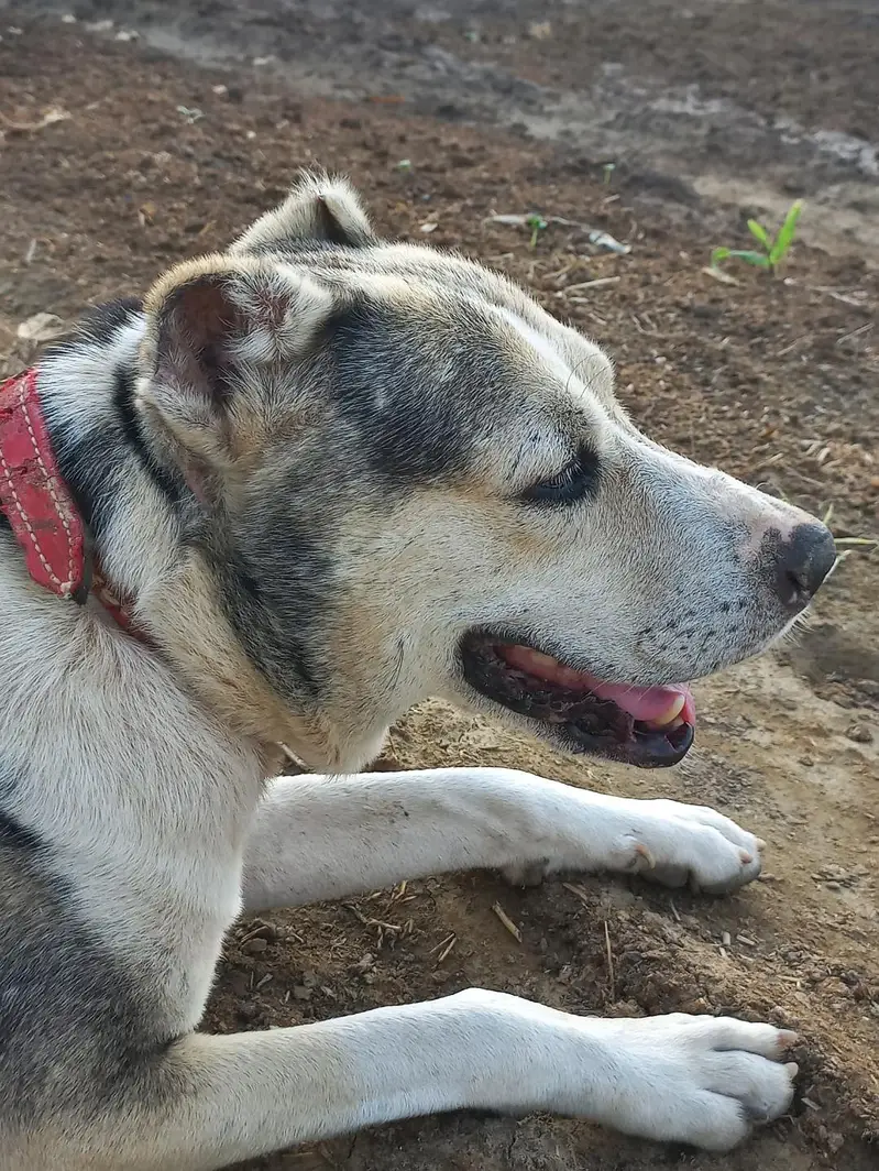 Afghani Dog — photo 2