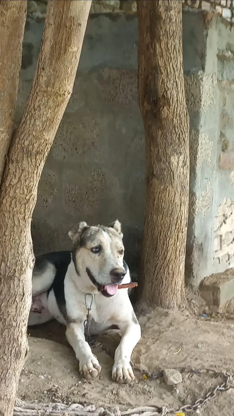 Afghani Dog — photo 4