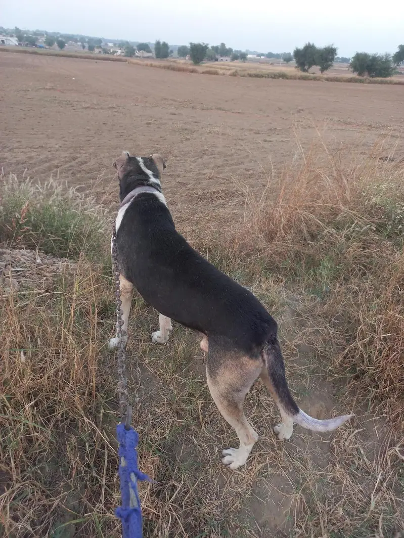 Afghani Dog — photo 5