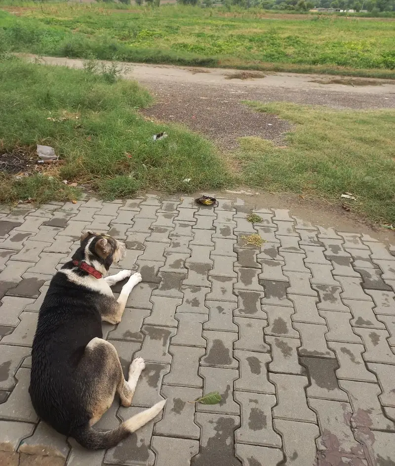 Afghani Dog — photo 6