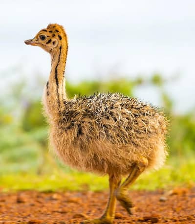 Ostrich chicks