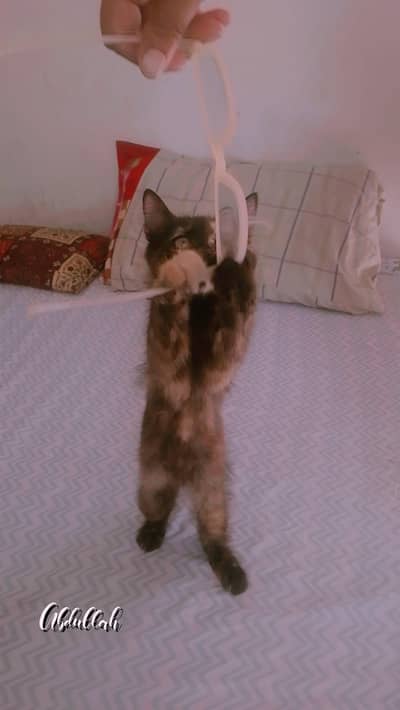 parsian cat