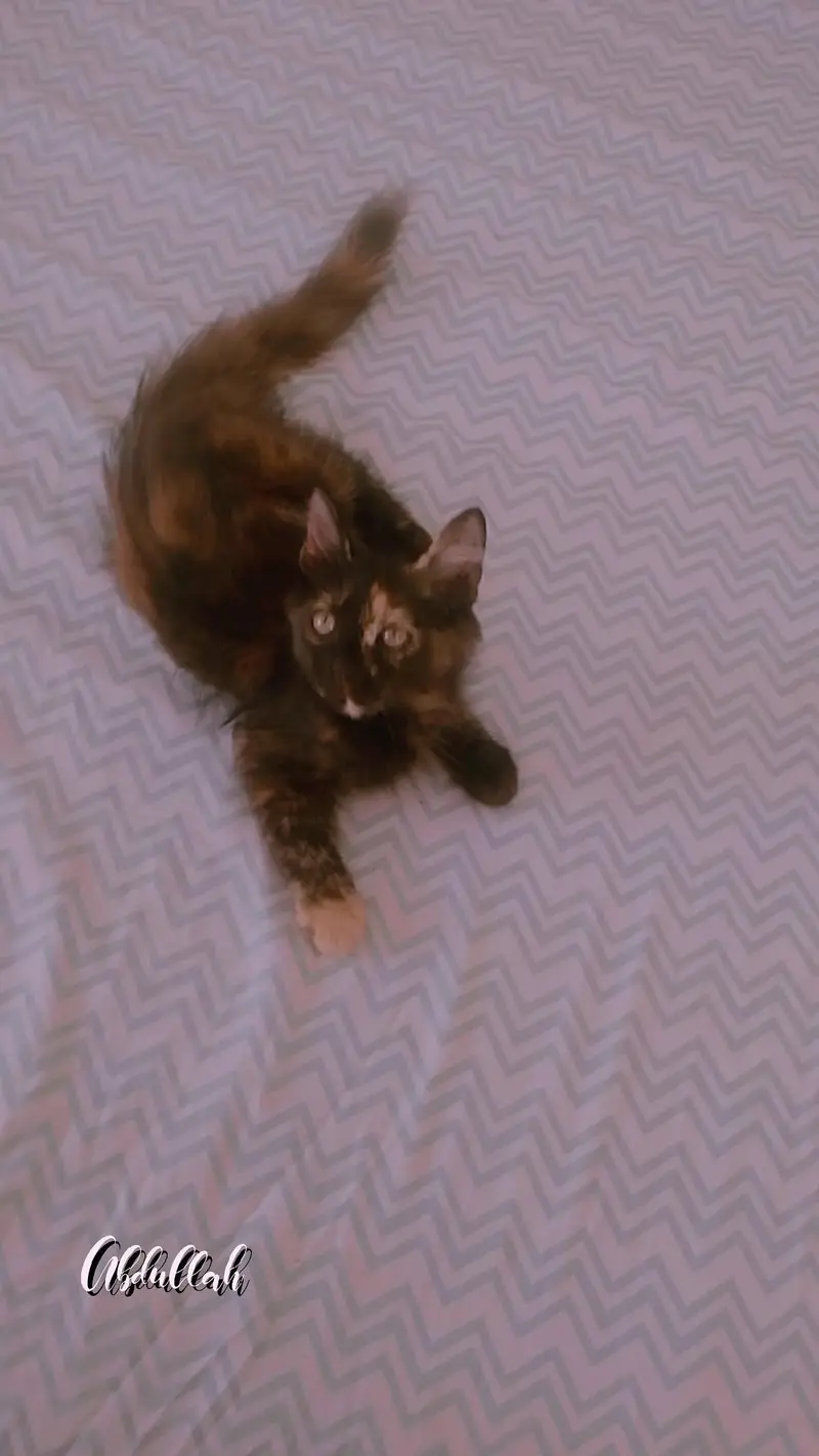 parsian cat — photo 2